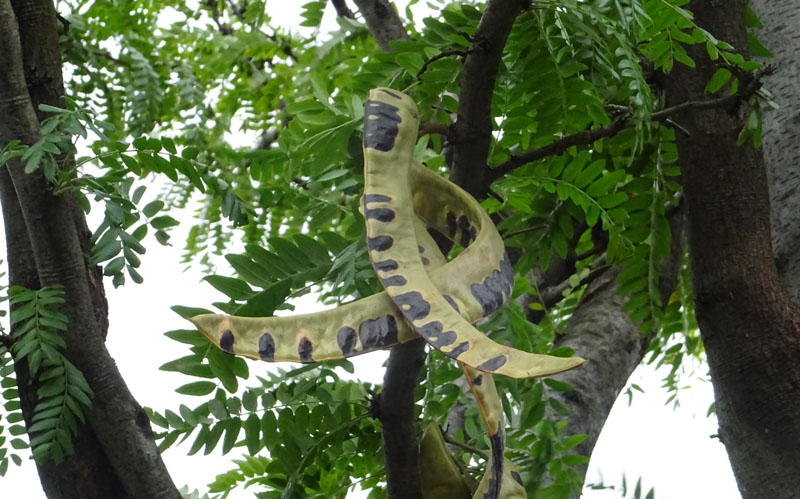 Gleditsia triacanthos var. inermis - Fabaceae